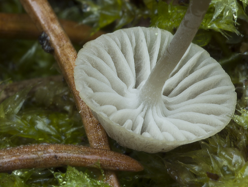 Mycena cinerella